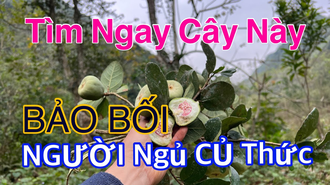 Đi Tìm Cây Người NGỦ Củ THỨC, Nam Nữ Đều Cần Đến | CTVC