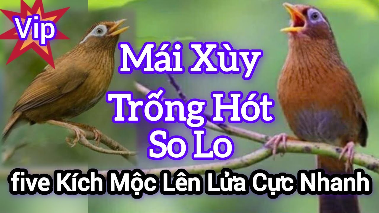 Mái Xùy Liên Tục Dụ Trống Hót Giọng Rừng five Kích Mộc Hót Căng Lửa Không Bị Đè #longhoamichien 