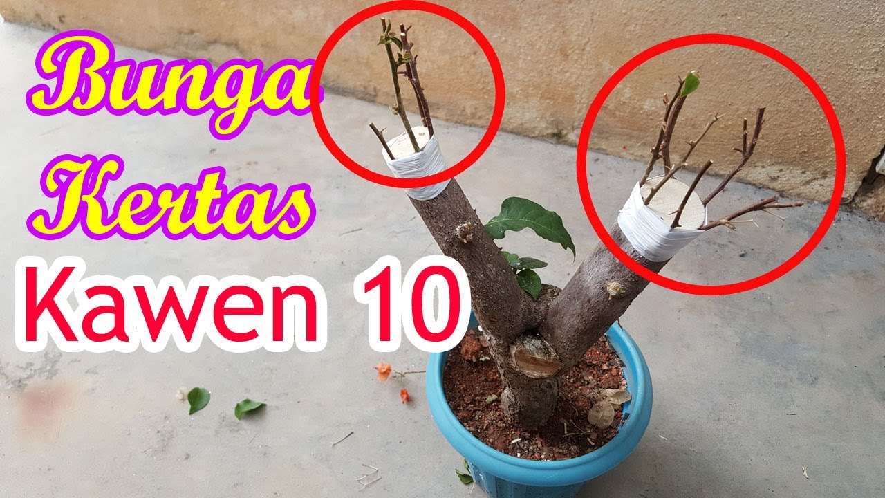 Cantuman Bunga Kertas Kahwin 10 Warna | How to graft bougainvillea.