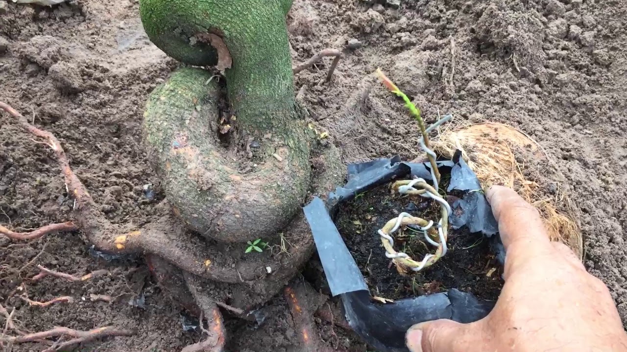 #30 : CÂY MAI THÂN QUÁI XỮ LÝ TỪ CÂY CON
