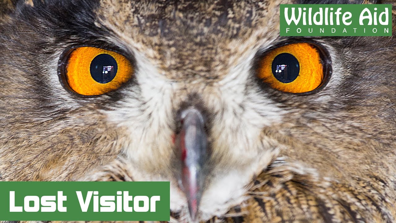 Unusual visitor at Wildlife Aid
