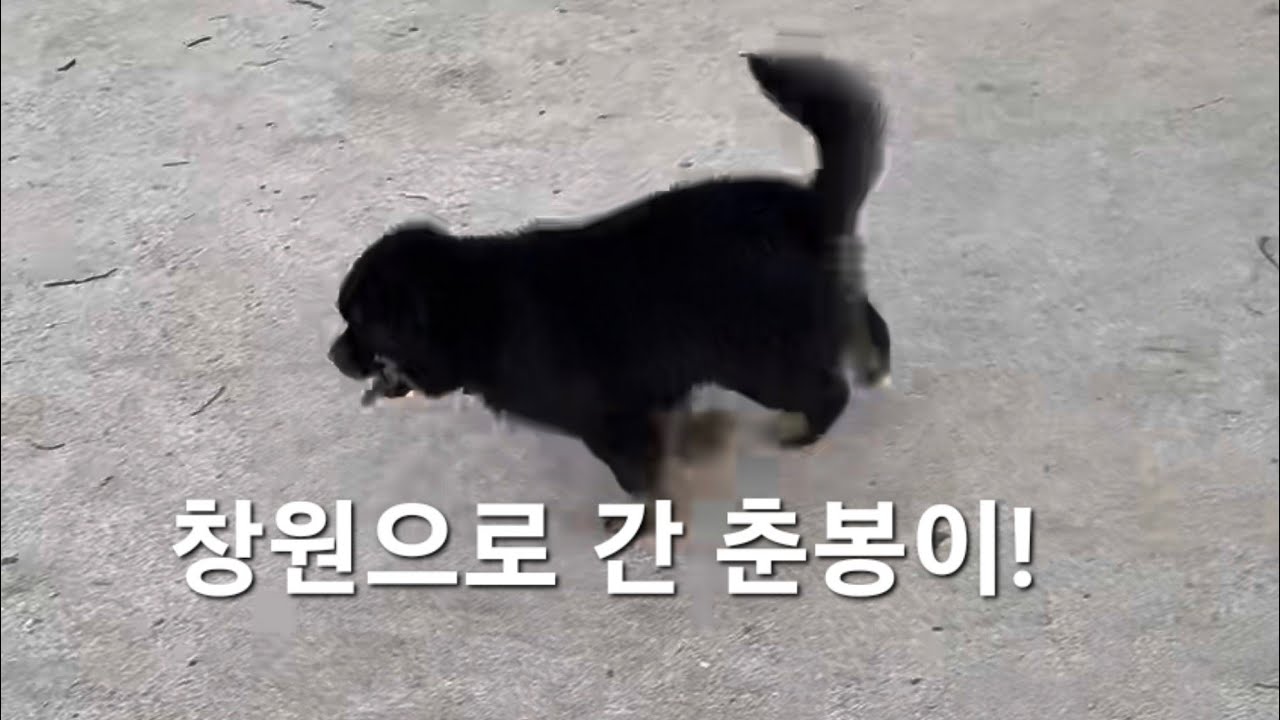 창원으로 분양된 뚱뗑이 춘봉이 소식입니다.