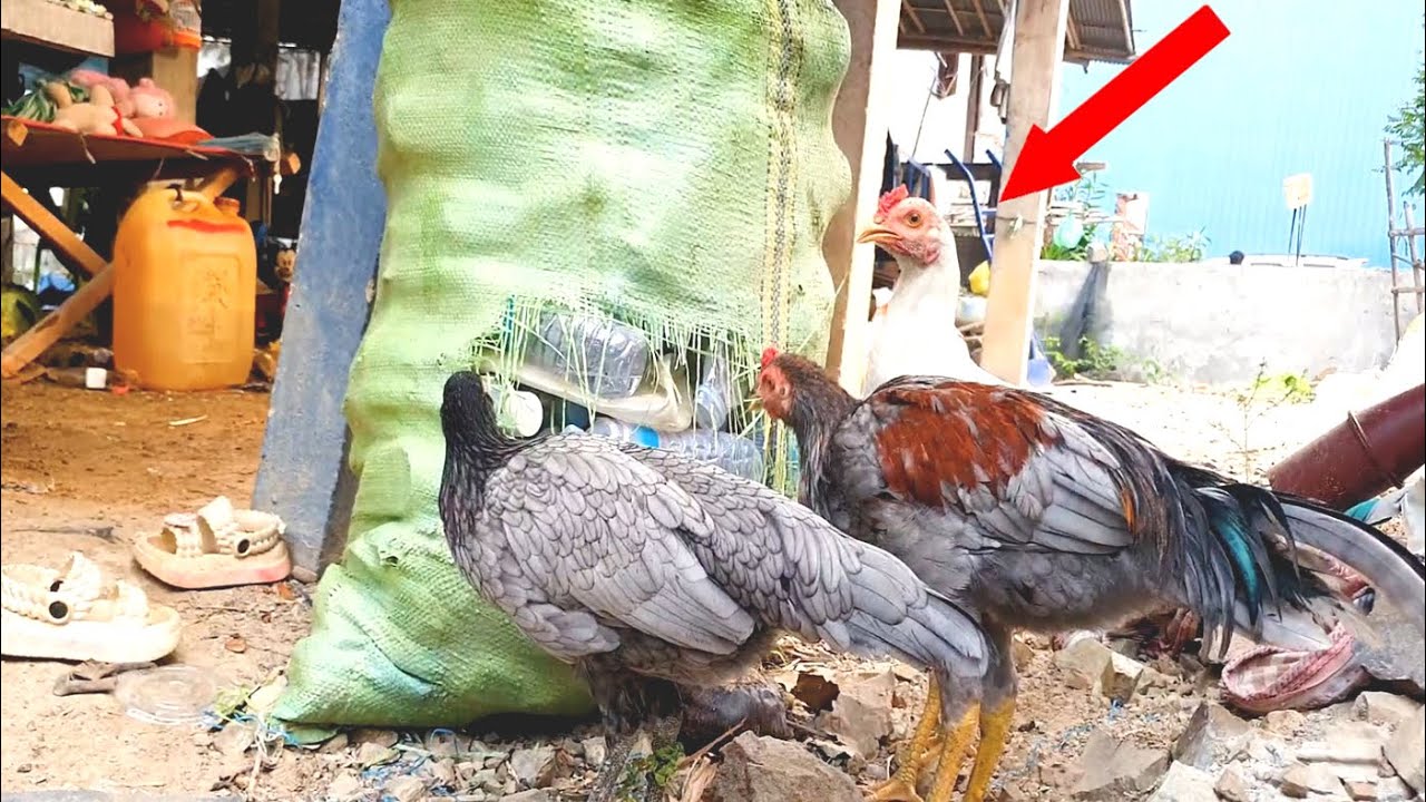 Wow! Chickens Eating Resin for Food Today #TV My Pets#chicken