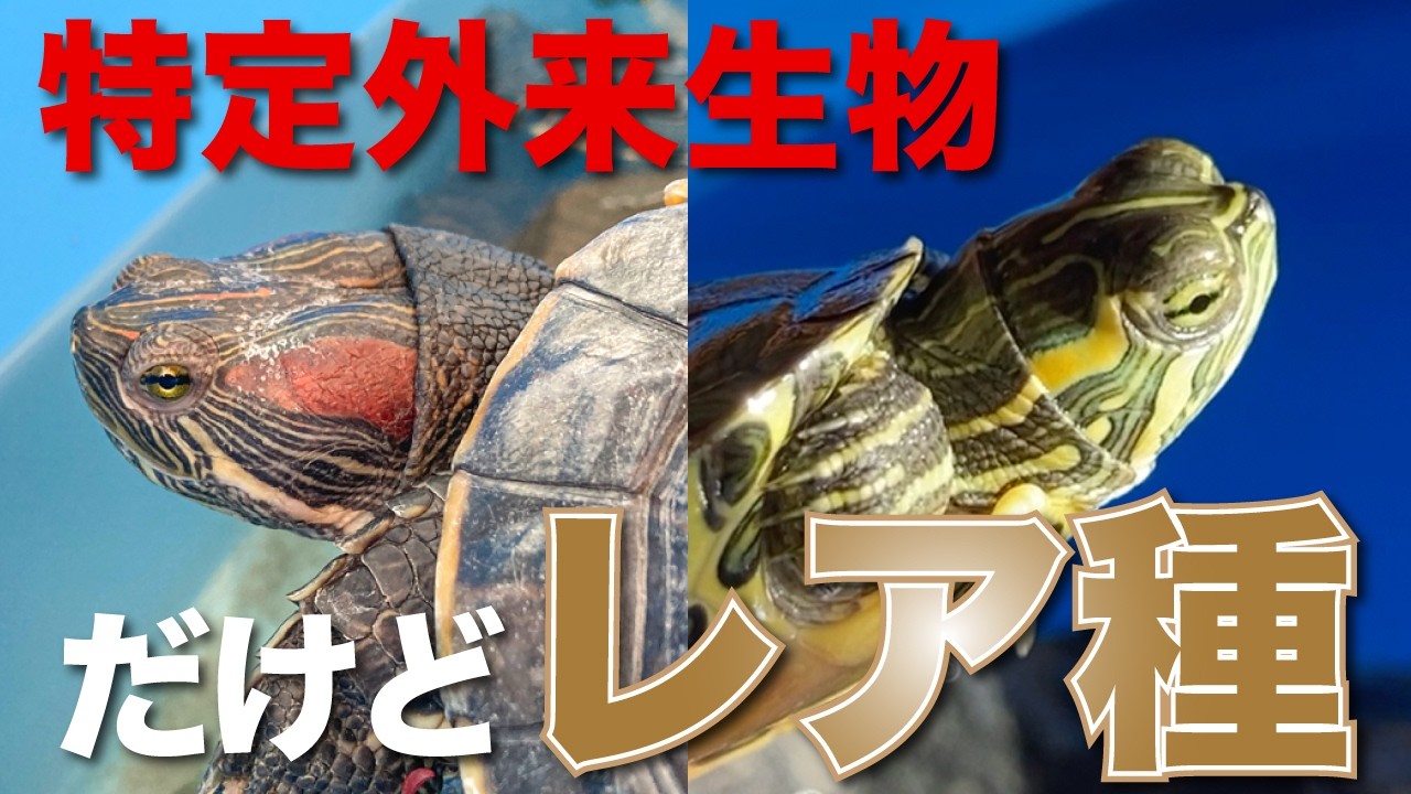 特定外来生物だけどレアな亀　#亀