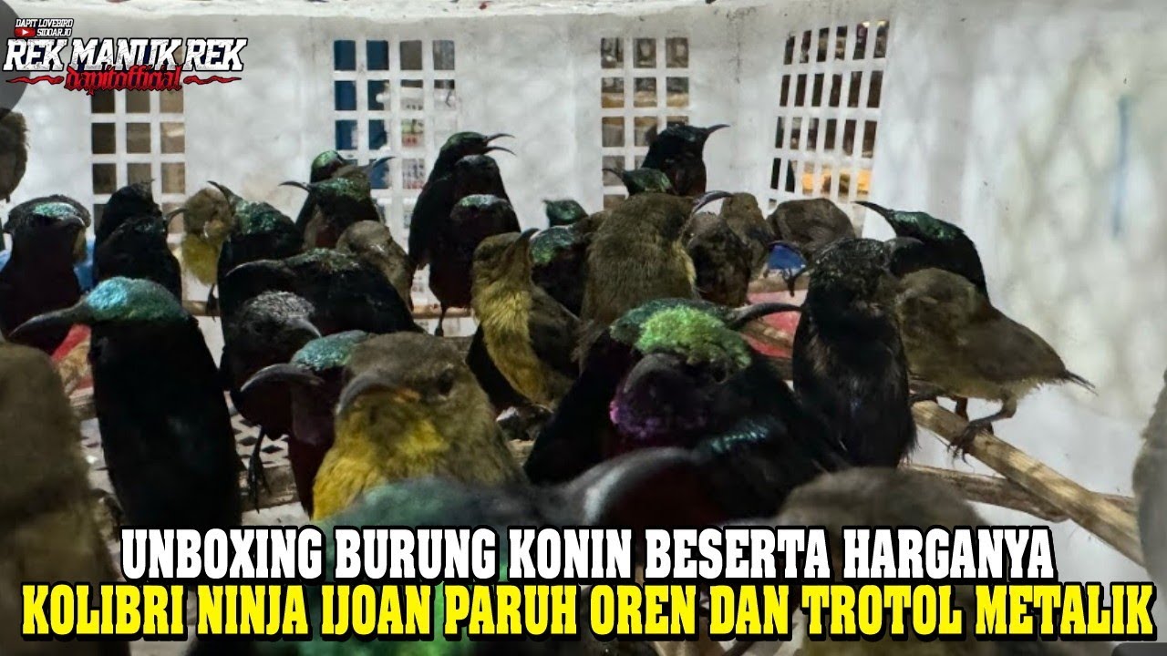 UNBOXING BURUNG KONIN !!! KOLIBRI NINJA IJOAN PARUH OREN DAN TROTOL METALIK