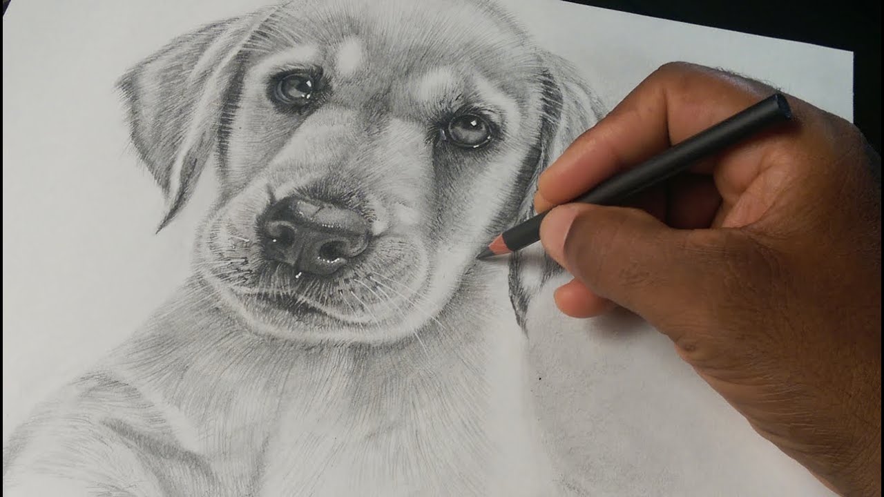 Como Dibujar un Perro Realista Labrador Retriever Cachorro