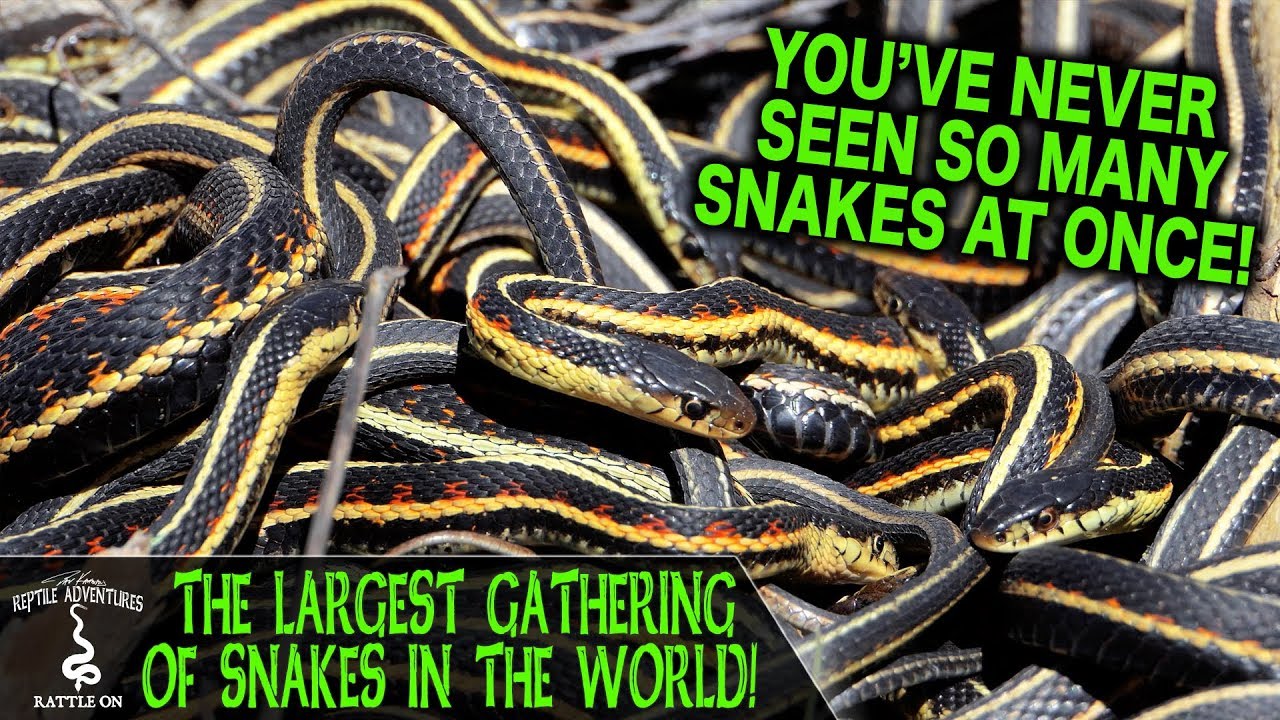 THE LARGEST GATHERING OF SNAKES IN THE WORLD! (Narcisse Snake Dens, Manitoba, Canada)