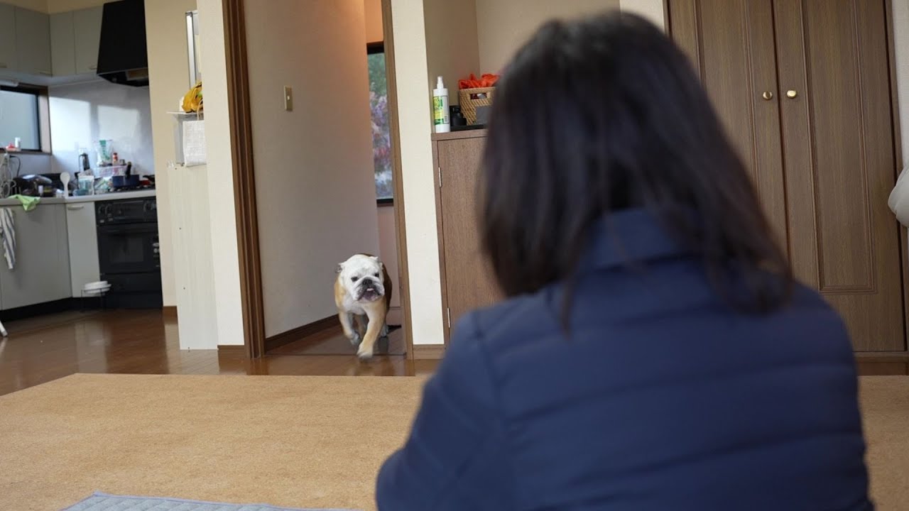 大好きなバァバが家にいた時のブルドッグの反応がこちらWWW!