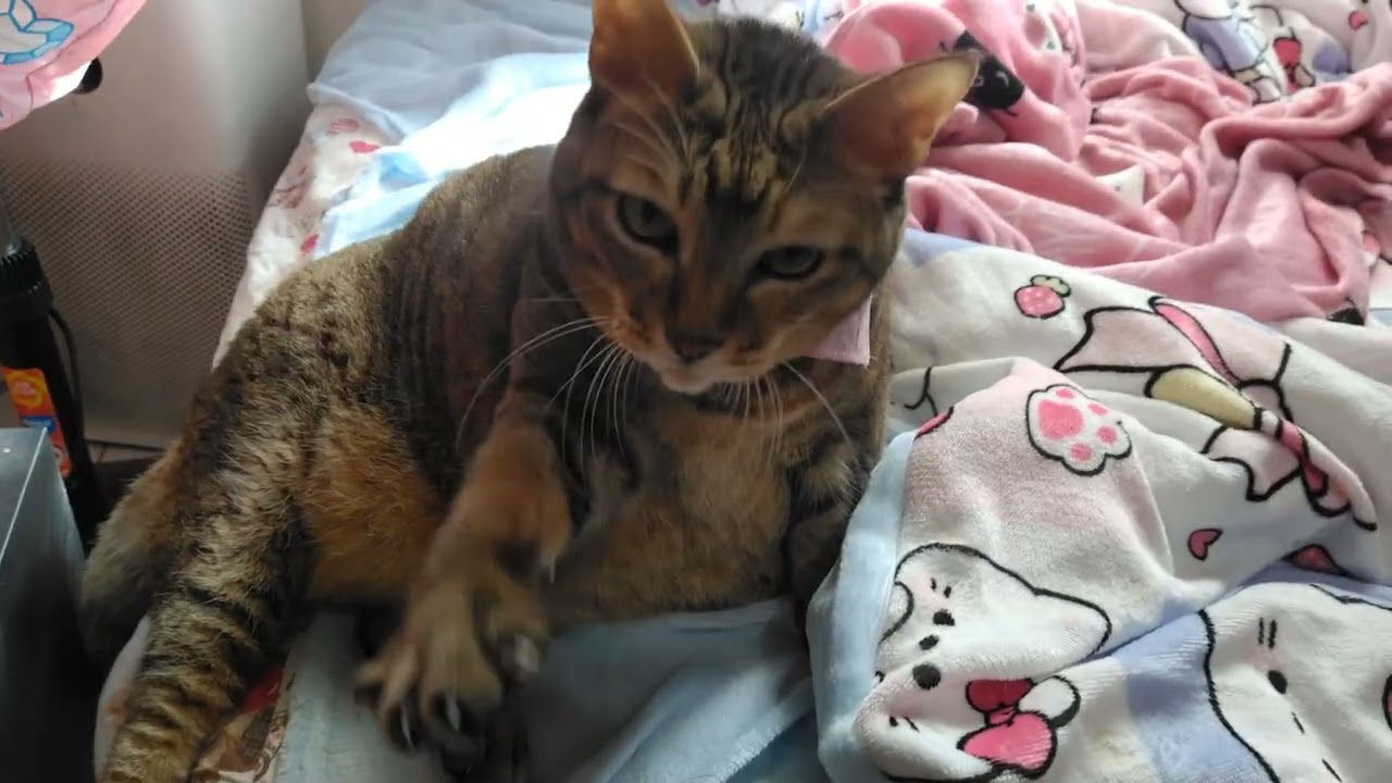 2025-12-29 換新床單 開心的阿財 Ah Cai is happy to have new bed sheets.