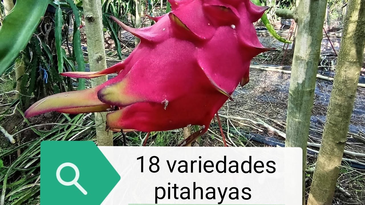 18 VARIEDADES DE PITAHAYAS Brix y sabor #pitaya #dragonfruit #pitahaya