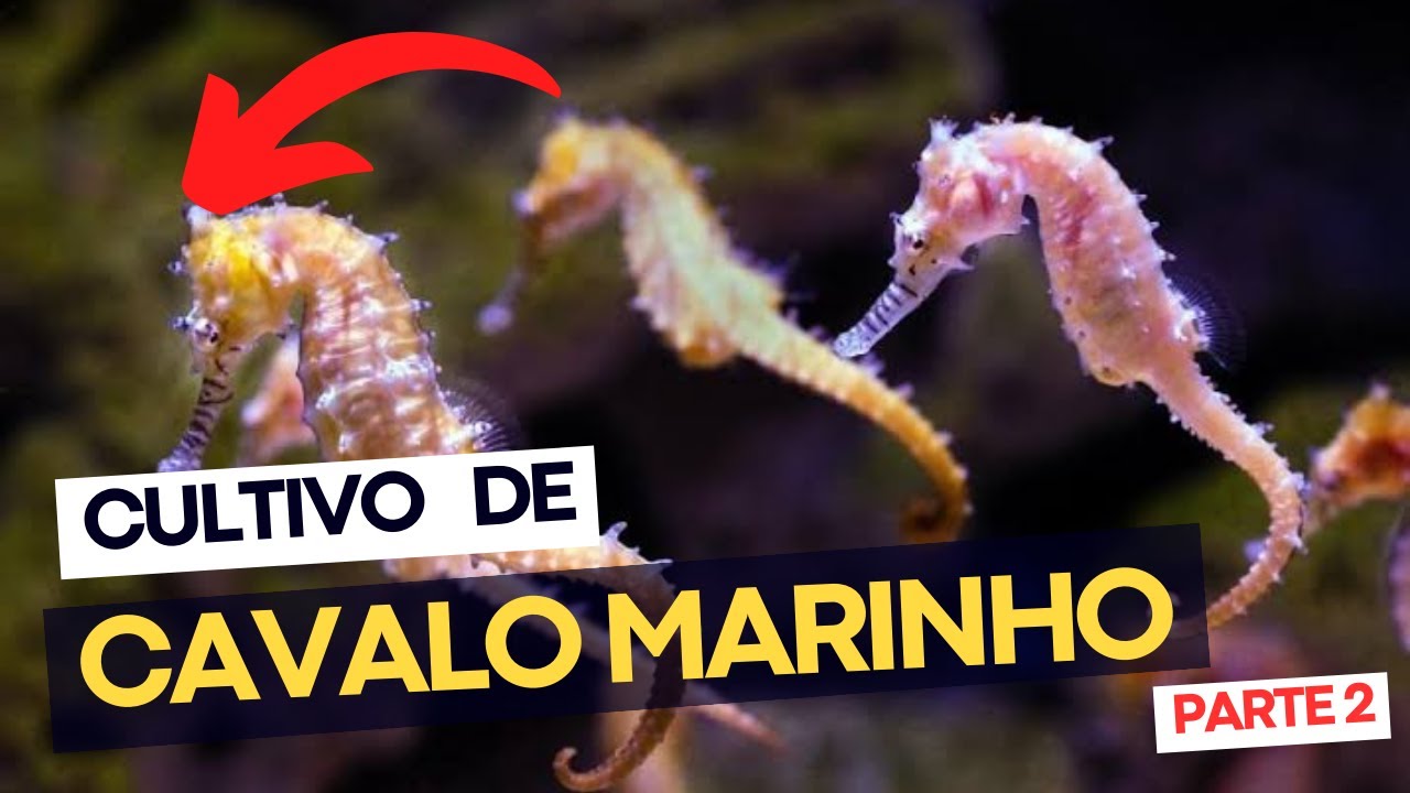 INCRÍVEL - Piscicultura - Mais de 2000 Tanques - Parte 2