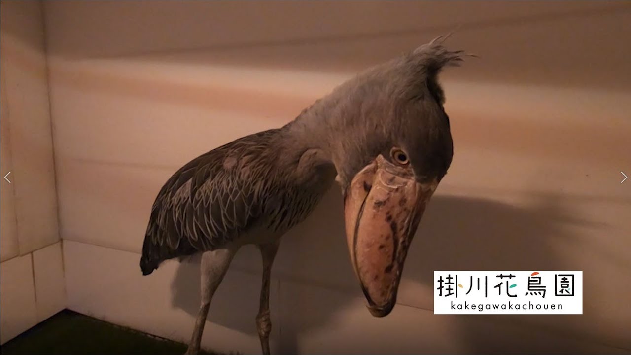 【掛川花鳥園公式】ハシビロコウ「ふたば」は、どうしてもどきたくなかった