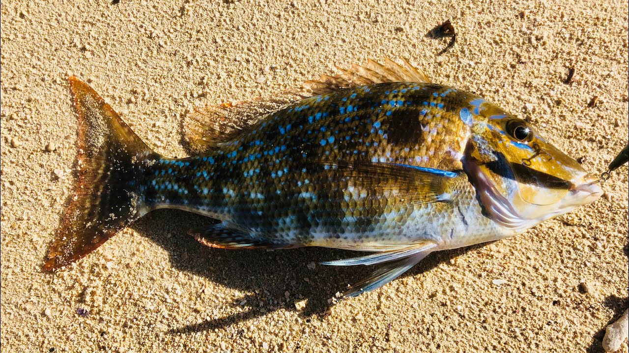 s18ep2- Fishing in Mauritius at Mont Choisy Beach