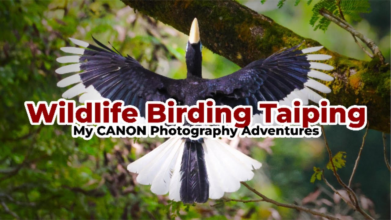 Wildlife Bird Photography Adventures - Taiping, Perak