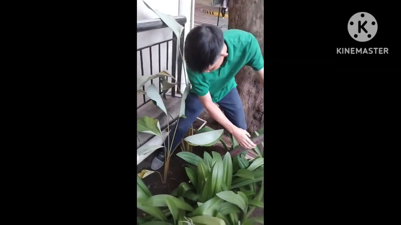 REPLANTING POMPANO PLANTS Calathea luthea 