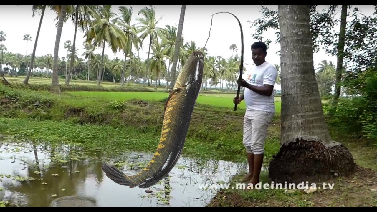 #CATCHING AND COOKING | MURREL FISH RECIPE | KORRAMENU KURA street food