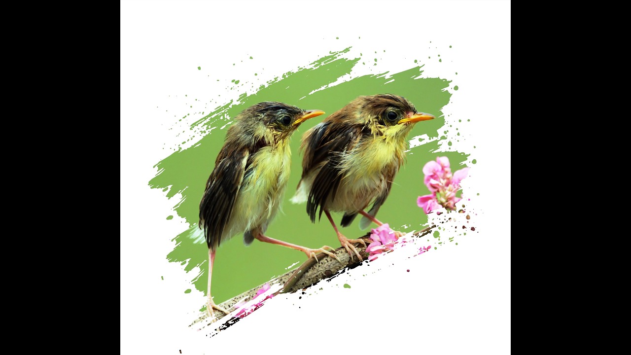 BRUSH STROKE