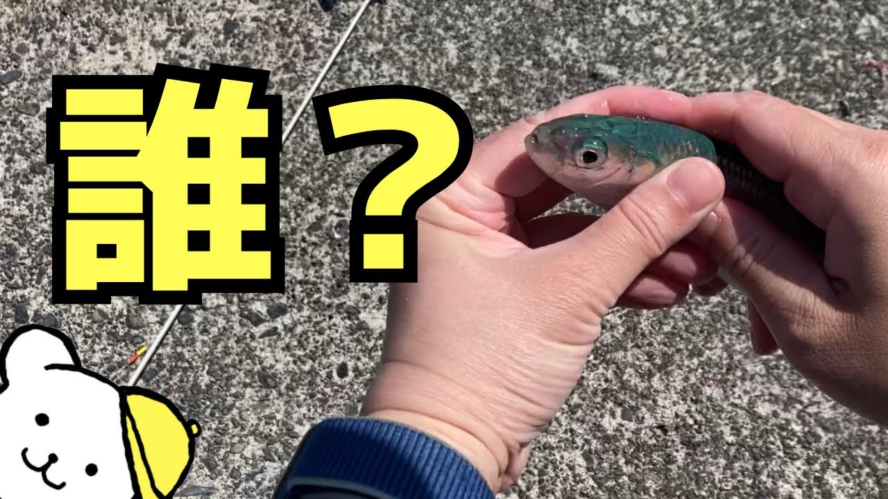 釣り禁止エリアが増えた用宗で見たことない魚を釣る