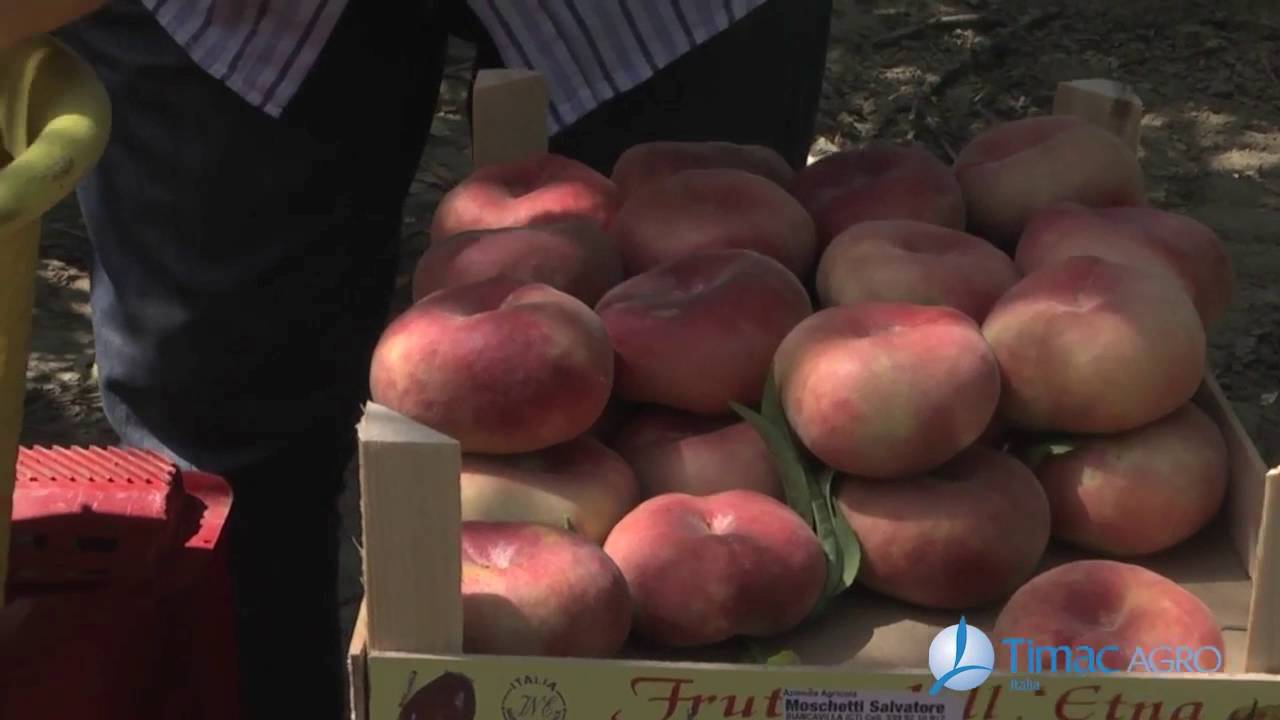 Agricoltori di Successo - Azienda Agricola Moschetti