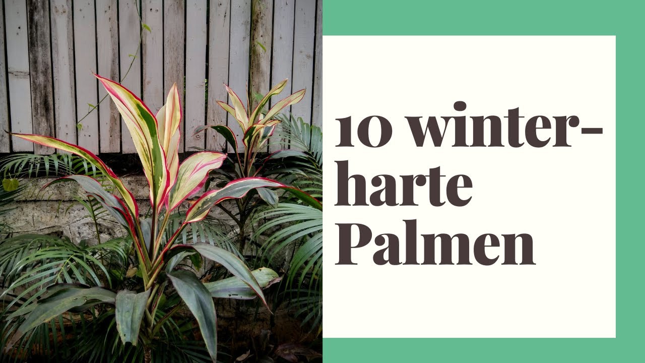 Winterfeste Palmen - So klappt das überwintern der Palme bestimmt!