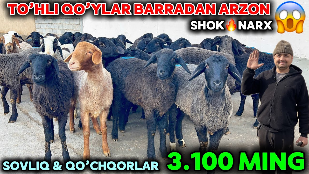 Mamurjon arzonchi qo’chqor sovliq narxini sindirdi barra qo’zidan arzon boldi
