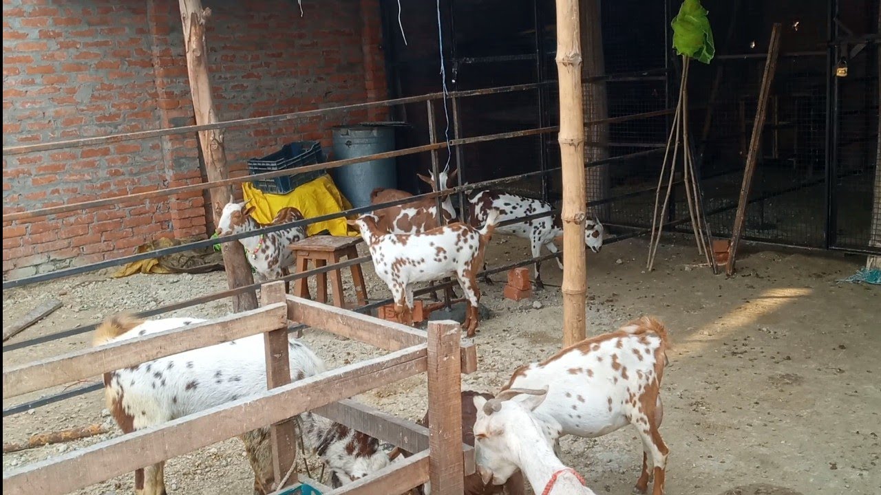 Barbri goat farming ke liye UP Azamgarh।। Dheeraj Maurya goat farm।#goat #goatfarm #बकरी #azamgarh