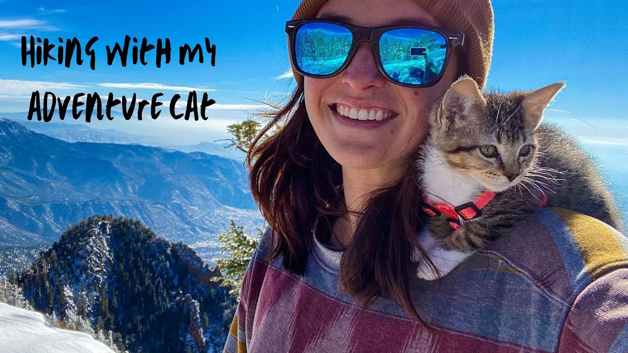 Hiking with Adventure Cat | A Day in Vanlife: Choose Your Own Adventure | Ep.7.2