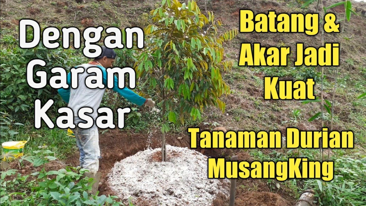 Garam Kasar Memperkuat batang dan Akar tanaman Durian Musangking
