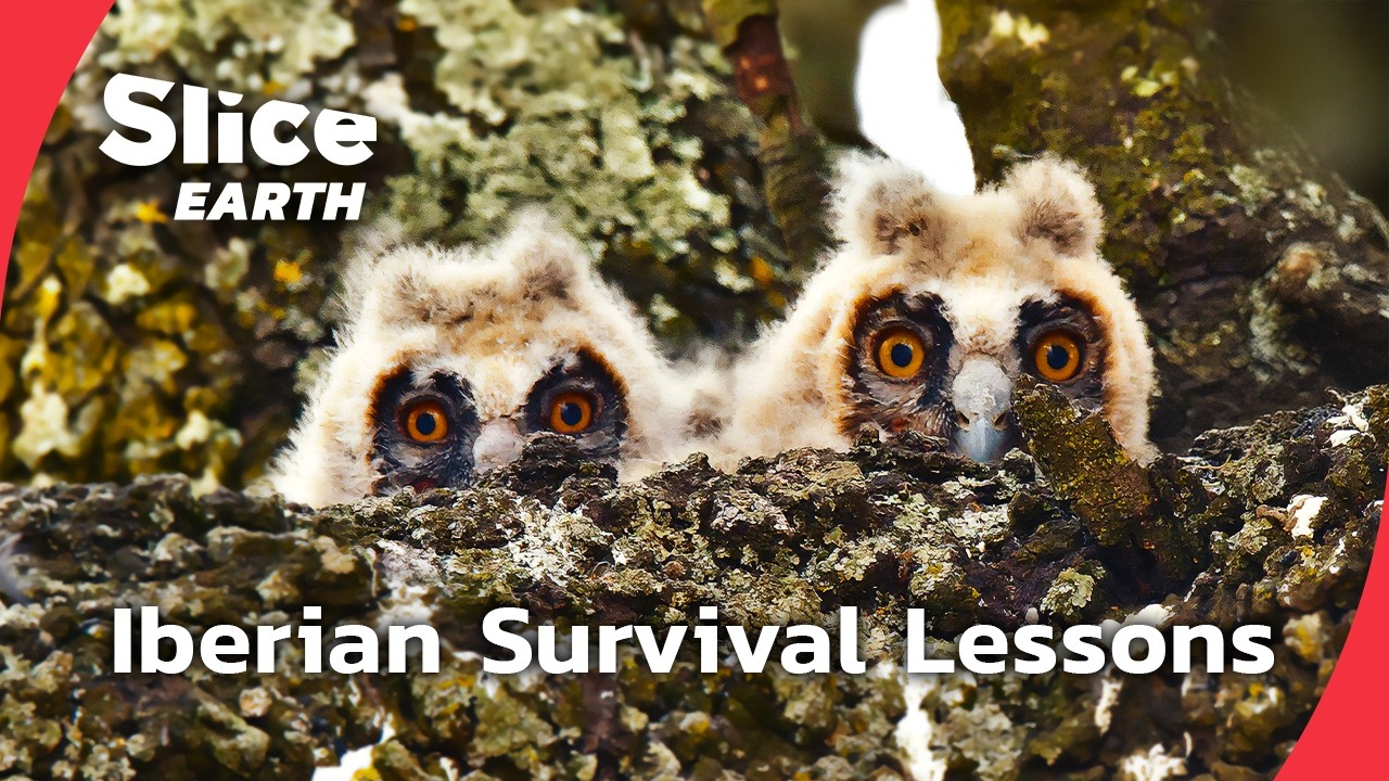 Что определяет выживание новорожденных детенышей в дикой природе | SLICE EARTH | ПОЛНЫЙ ДОКУМЕНТА...