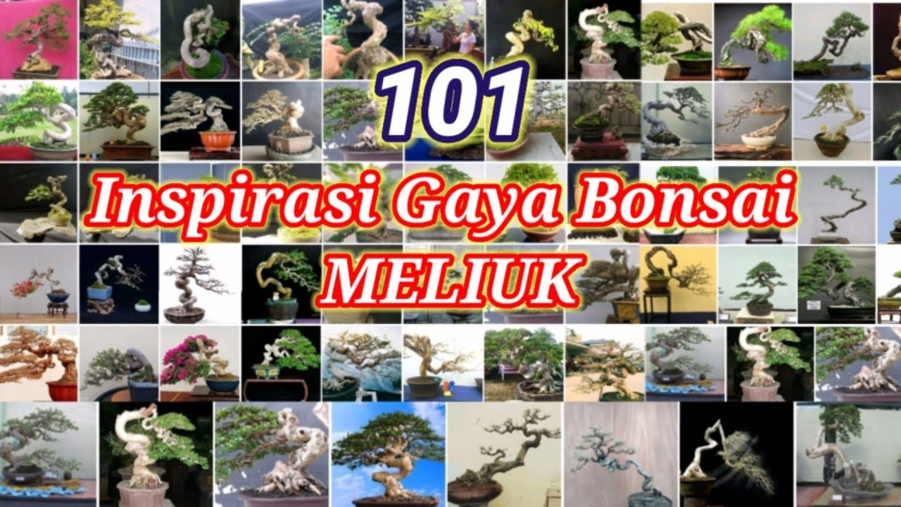 Inspirasi Bonsai gaya Meliuk (Bonsai Meliuk-liuk)