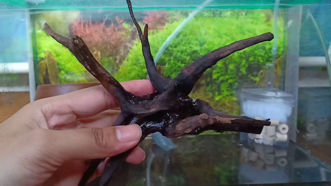 5 Gallon Crayfish Tank Set Up