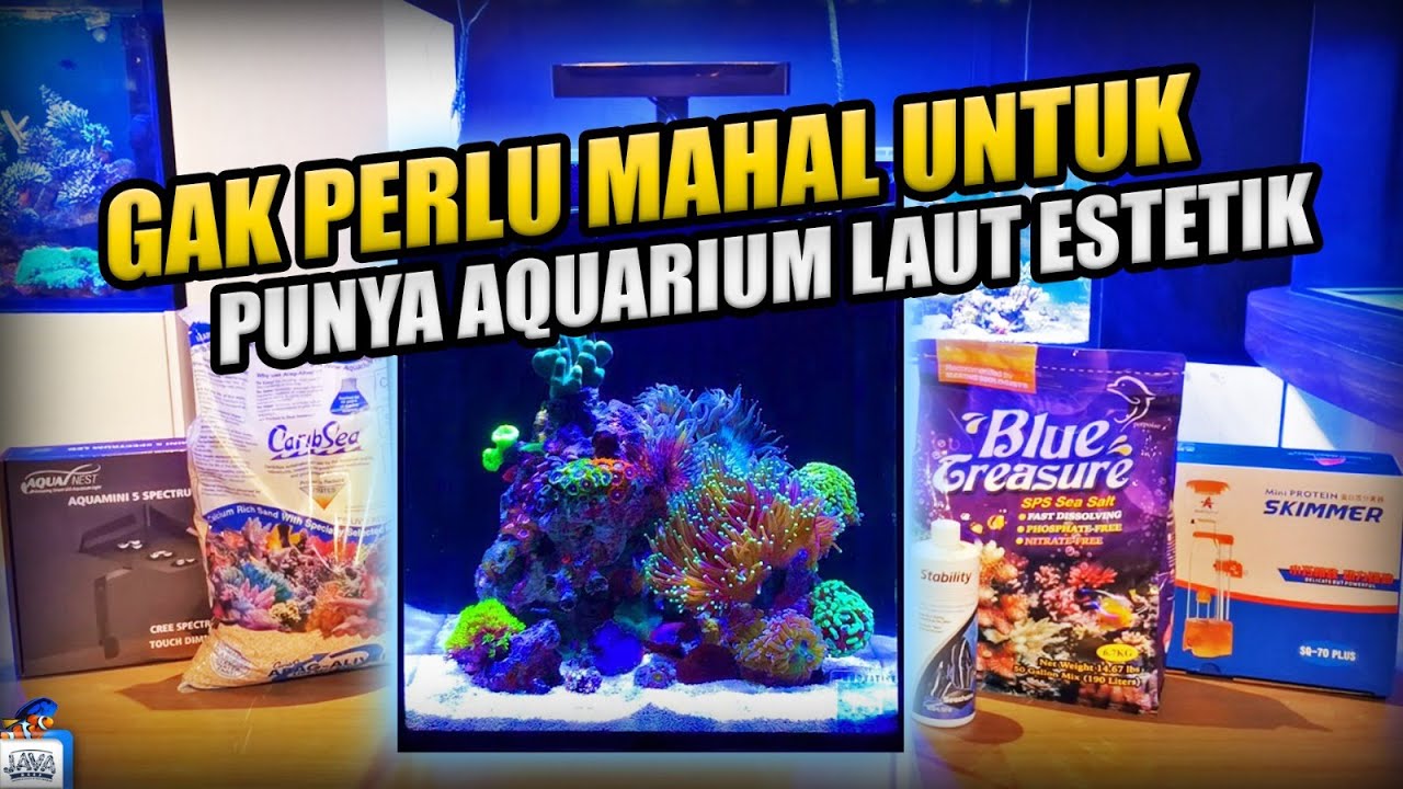 MAU PUNYA AKUARIUM LAUT GAK PAKE MAHAL! | MANTIS RUBICON 4.0 V2