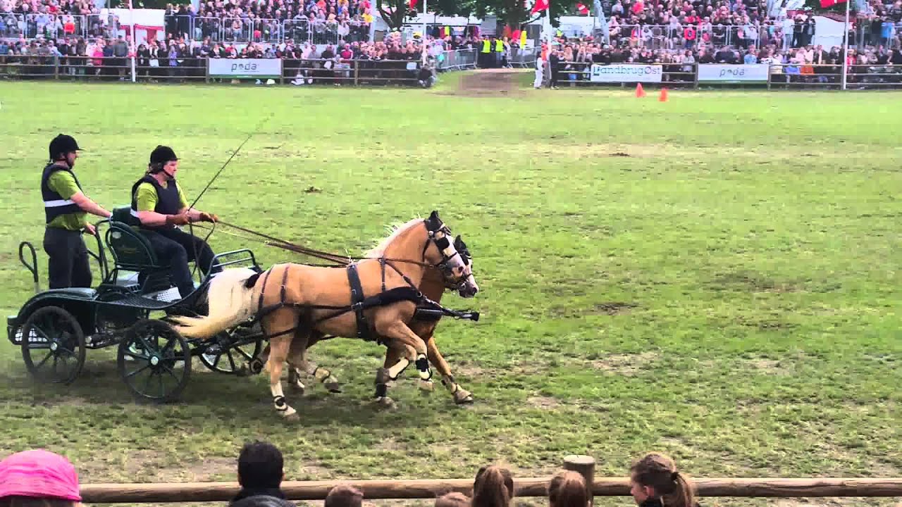 Kapkørsel på Dyrskue i Roskilde