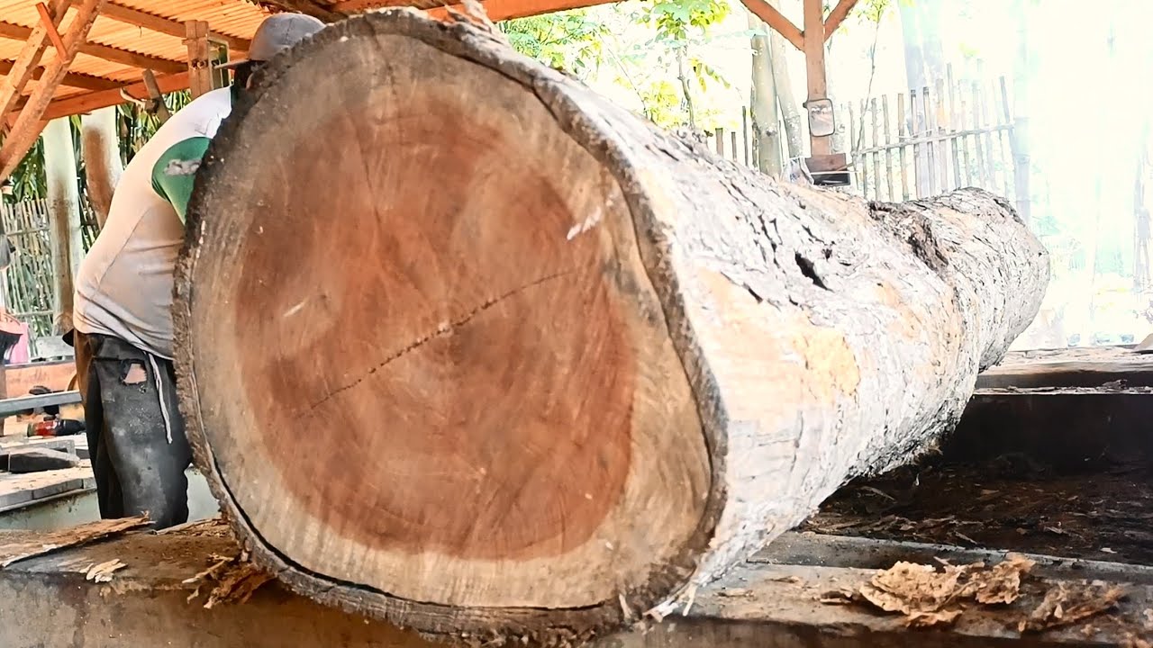 The stunning,densely textured logs from large trees are processed into planks at the teak sawmill