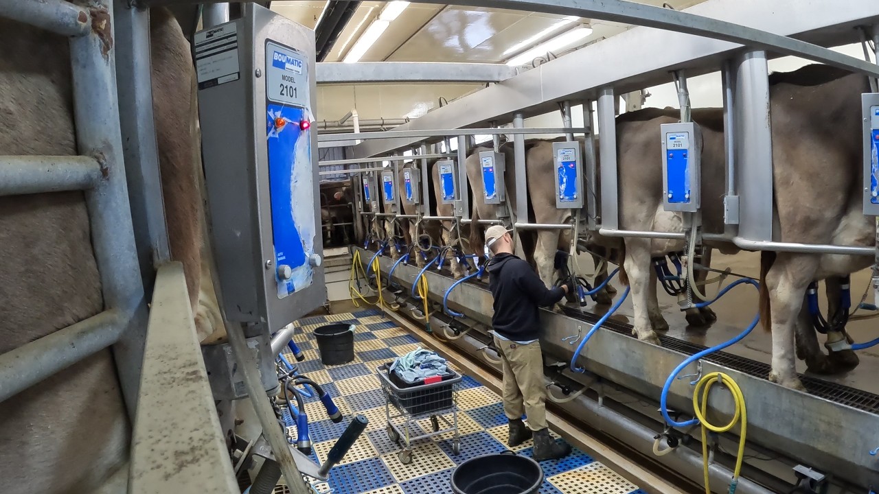 Доение нашего стада бурых швейцарских коров