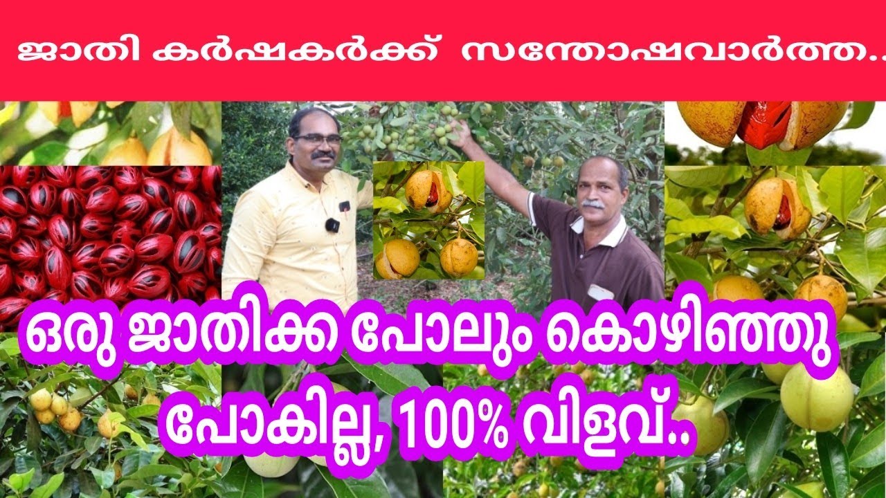 ഈ വളം ഉപയോഗിച്ചാൽ ജാതി നിറയെ പൂക്കും, കായ്ക്കും / ഒരു ജാതിക്ക പോലും കൊഴിഞ്ഞു പോകില്ല.. #nutmeg