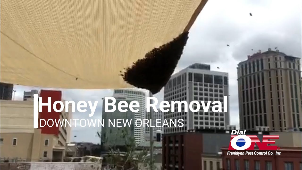Honey Bee Swarm Removal in Downtown New Orleans