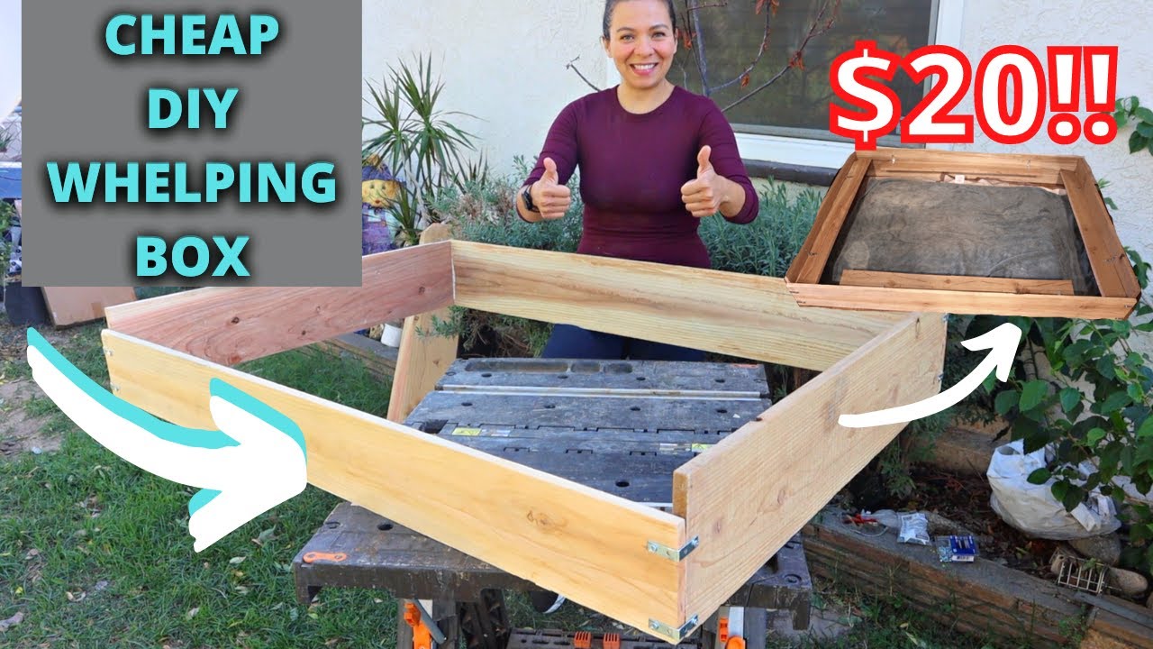 How to Build a Large Breed Whelping box for $20 | DIY