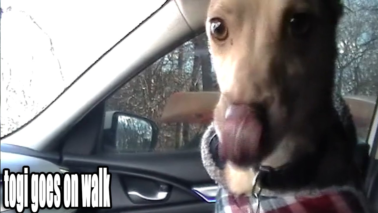 Actual day in my life | Togi goes on a walk (21/100)