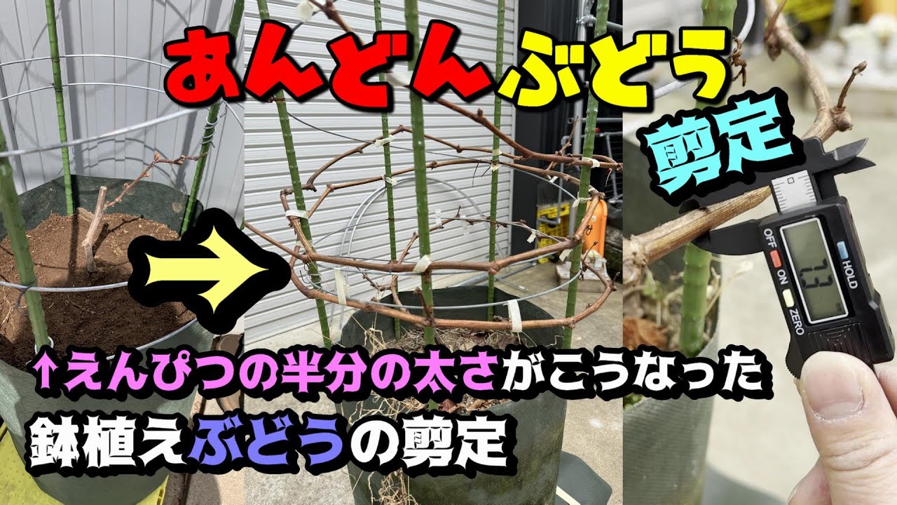 鉢植え、あんどんぶどう剪定、えんぴつの半分の苗の今。今年から収穫目指す２年目の行灯螺旋仕立て#ぶどう棚#家庭菜園#ピオーネ#苗木＃鉢植え#行灯 #不織布