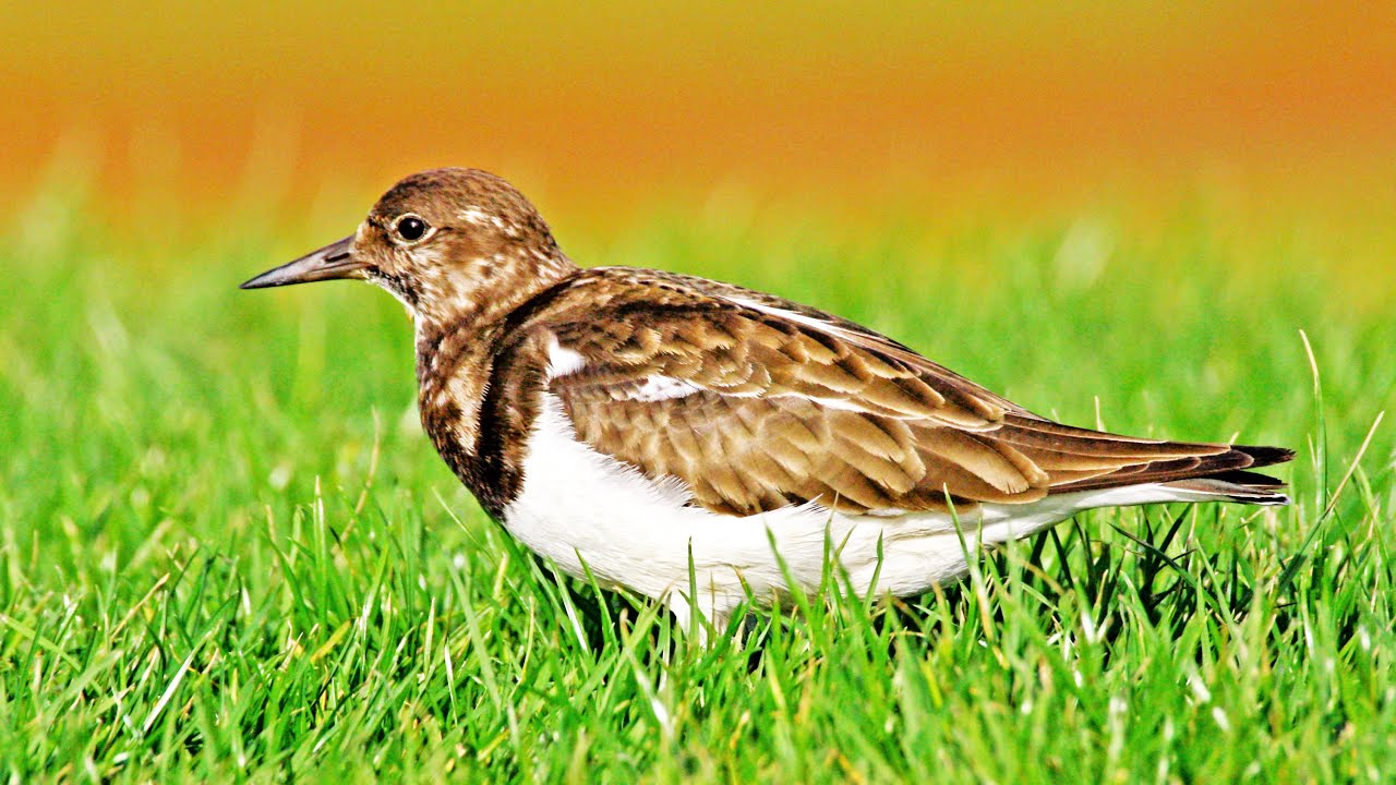Ruddy Turnstone Call Arenaria interpres Curious Behavior Rola-do-mar