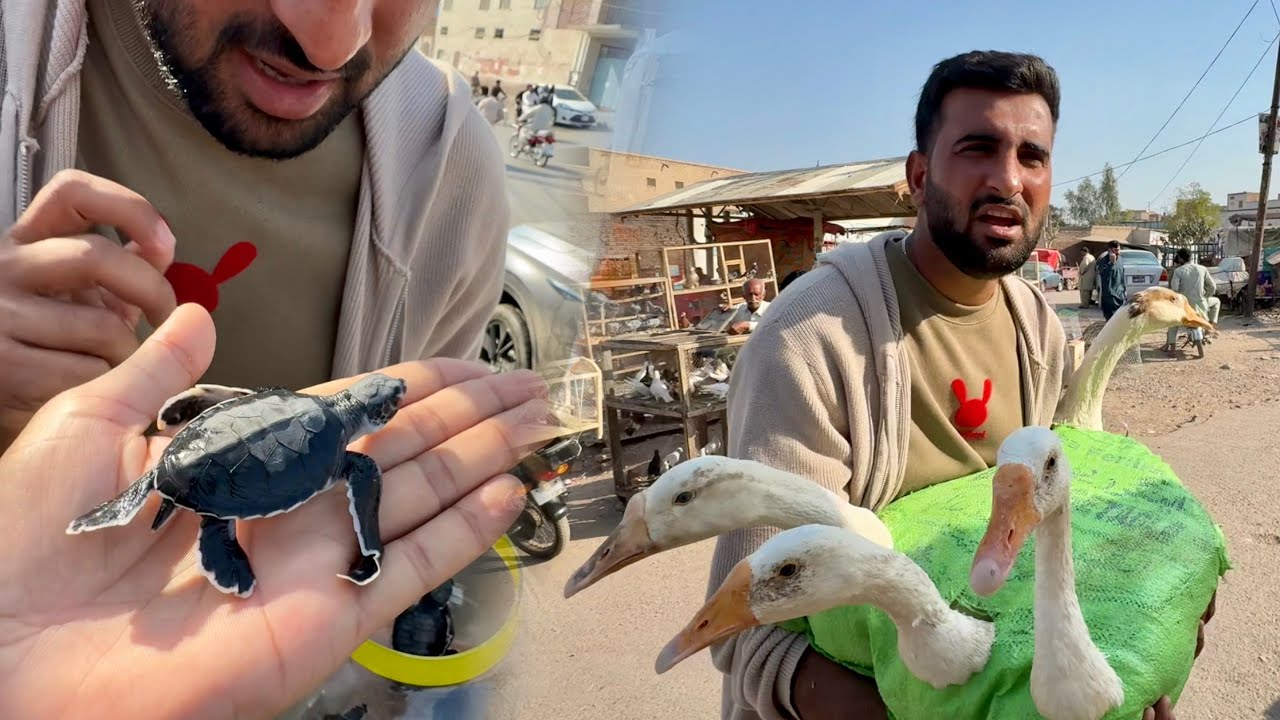 Pet Market Se Big Ducks Lay Aiy 😍
