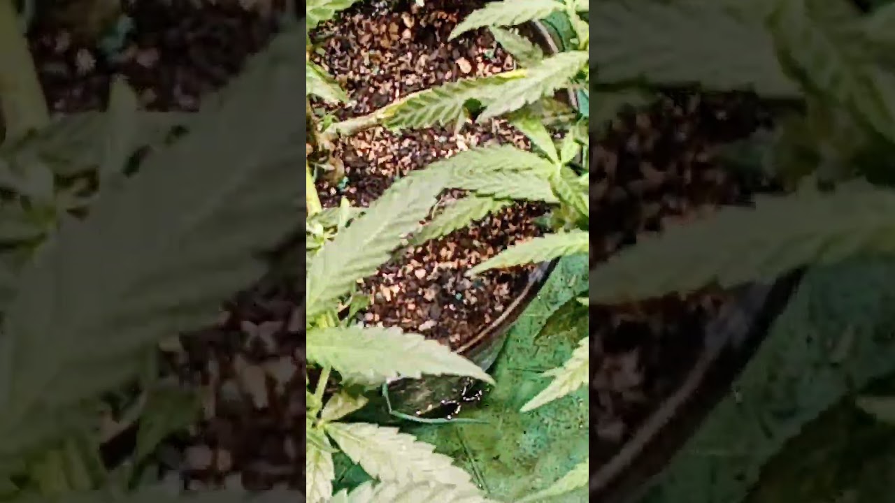 Blue sunset sherbet, blue cheese, watermelon zittles week 8,low stress training multiple toppings