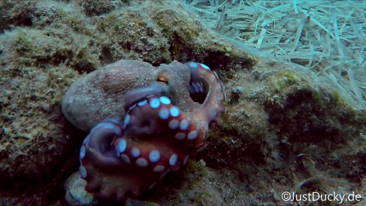 One Day in the Life of Octi the Octopus.  Part 1