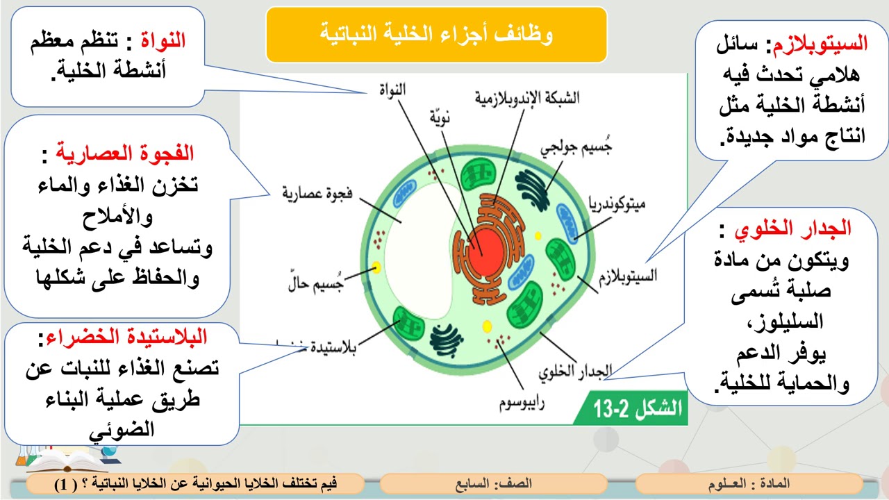الصف السابع   العلوم   فيم تختلف الخلايا الحيوانية عن الخلايا النباتية؟ 1