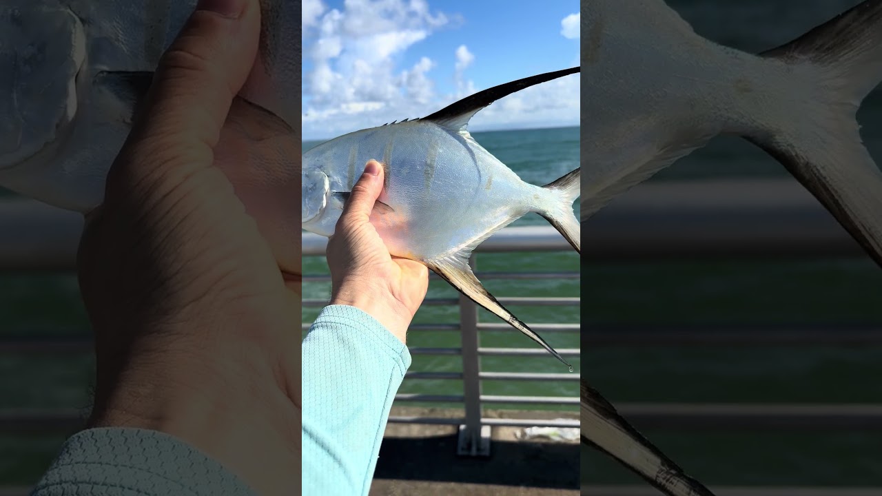 Big palometa #fishing #palometa #saltwaterfishing #pompano #fishgum #florida #seafood