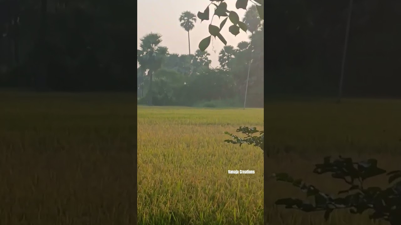 vari 💚💚💚 #explore #youtubeshorts #paddy #polam #shortsfeed #shorts #ytshorts #short #varipanta