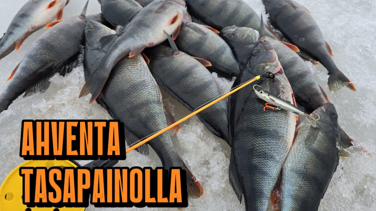 TASAPAINOLLA ISOA AHVENTA SYVÄSTÄ | TUHNUKELI TOIMII AINA!