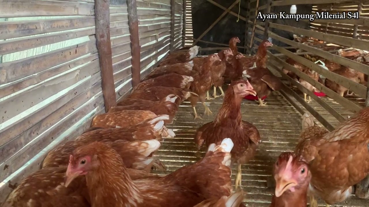 Ayam Petelur