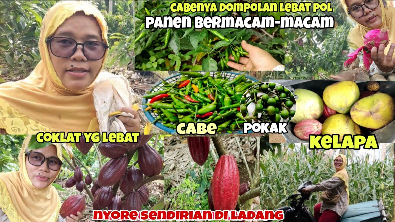 Panen bermacam-macam || mingguan nyore di ladang sendirian dapat hasil banyak ⁉️